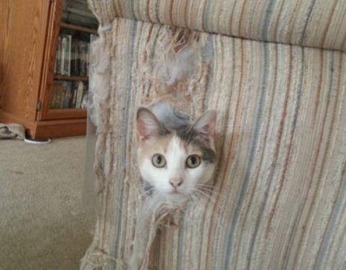 Кошки застрявшие в диванах