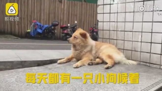 Собака, которая целыми днями ждёт хозяина на станции