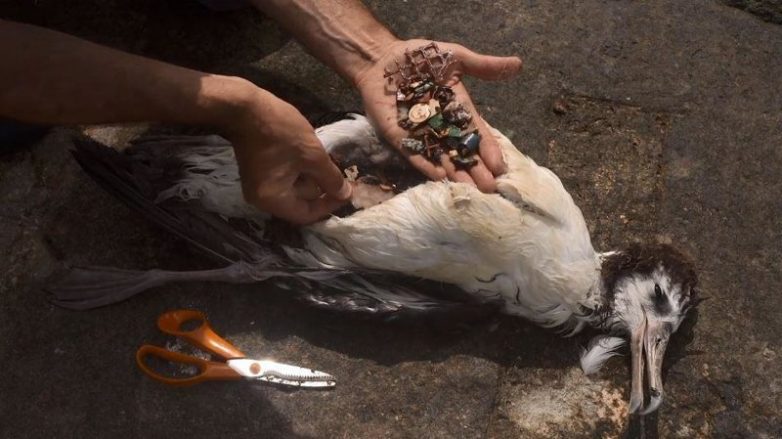 Снимки морских птиц с желудками, набитыми океанским пластиком