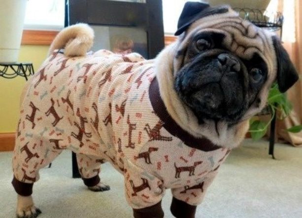 Животные в пижамах
