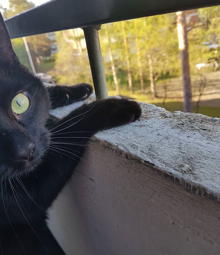 Эмоции кота, впервые выпущенного на балкон