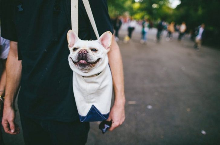 Фотографии, которые точно склонят вас на сторону собачников