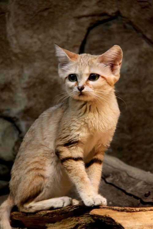 Необыкновенная кошка пустыни