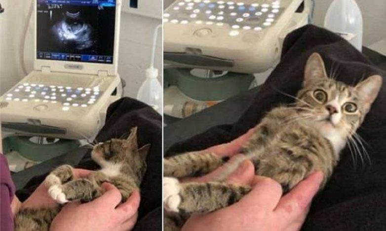Беременная кошка нашла свое счастье