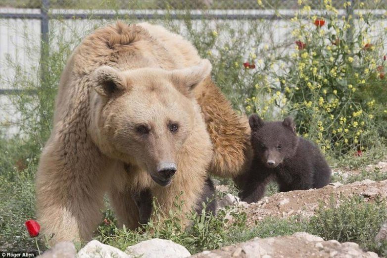 Медведица Даша родила двух милых медвежат