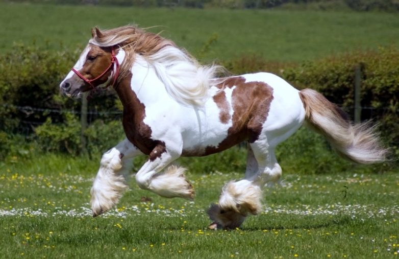 Лошади, от красоты которых перехватывает дыхание