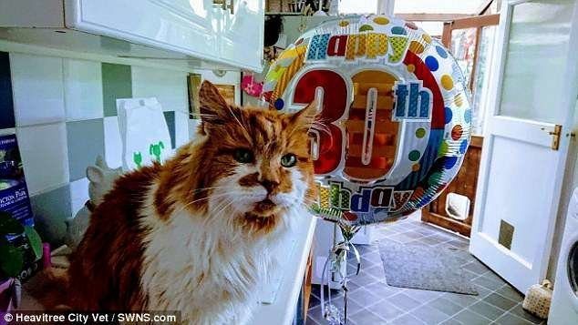Коту-долгожителю исполнилось 30 лет