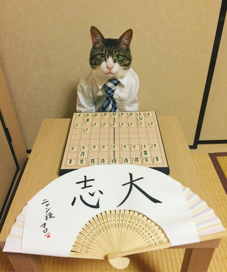 Японка, которая каждый день наряжает своего кота к ужину