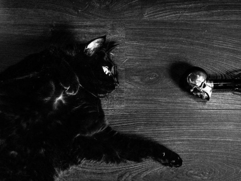 Шикарные кошки в объективе Марианны Зампиери