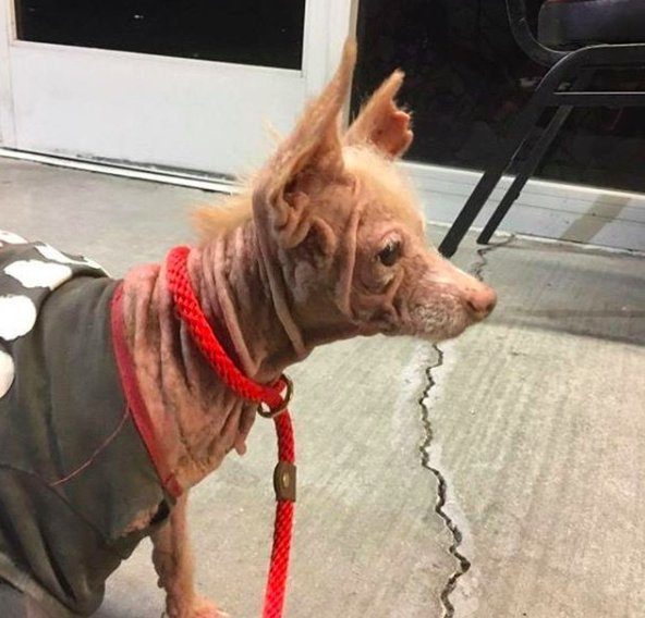 Необычная лысая собака с большими ушами