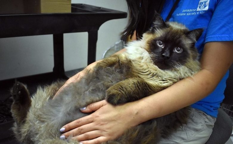 Спасение бездомного кота страдающего ожирением