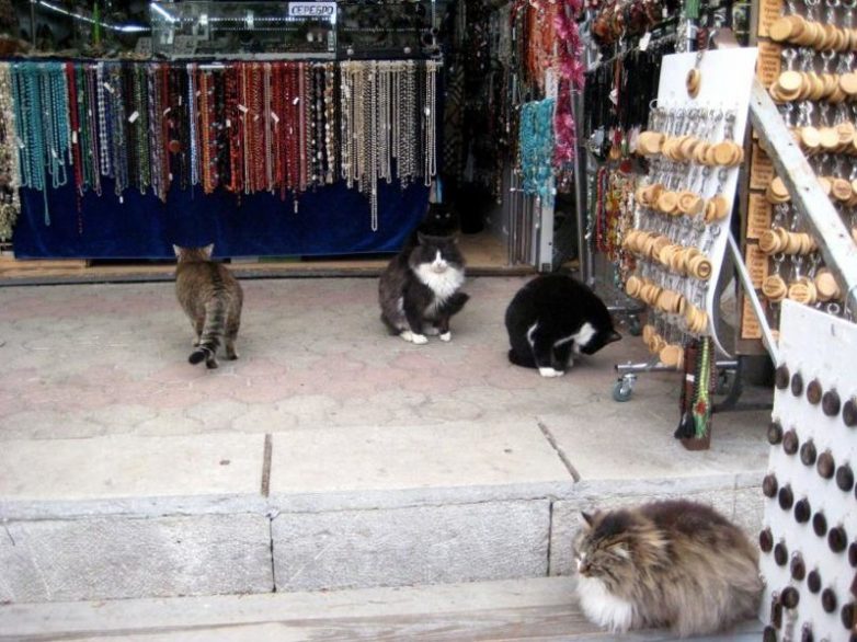 Крымские коты