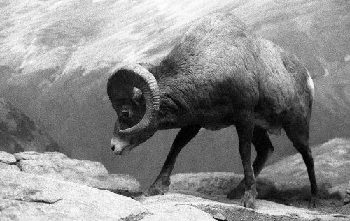 Невероятные чёрно-белые фотографии экзотических животных