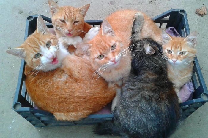 Кошки, которые любят сидеть в самых неожиданных местах