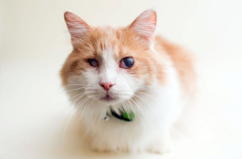 Фотограф делает снимки слепых котов, чтобы помочь им найти себе хозяев