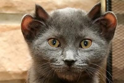 Котик с четырьмя ушами