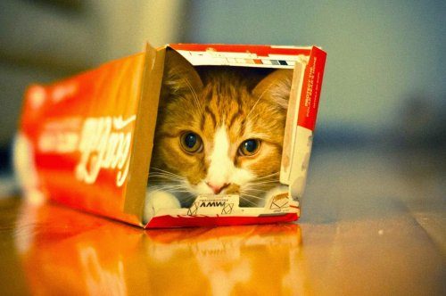 Кошки и коробки