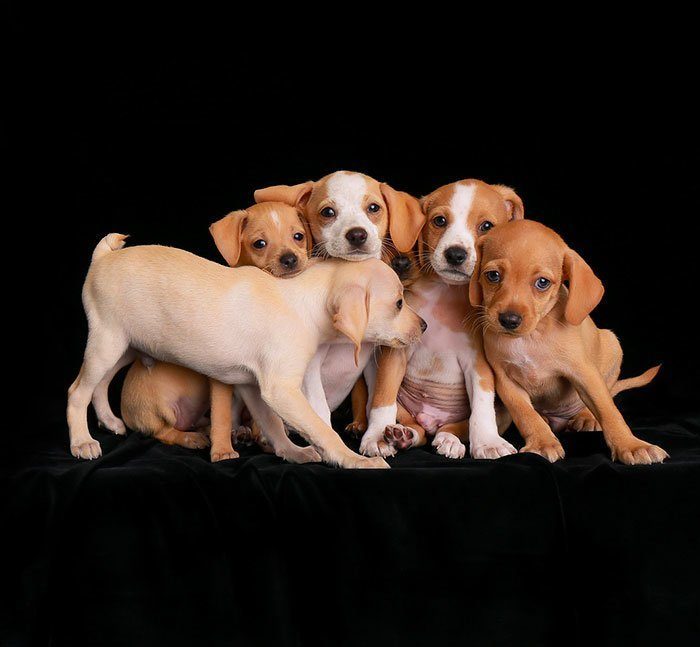 Победители конкурса &quot;Лучший собачий фотограф года&quot;