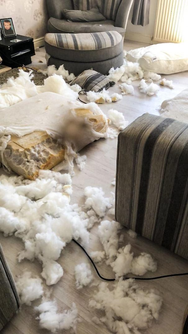 Пёс с удивлёнными бровями, который уничтожил диван