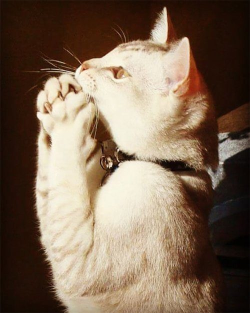 Кошки, которые умеют молиться