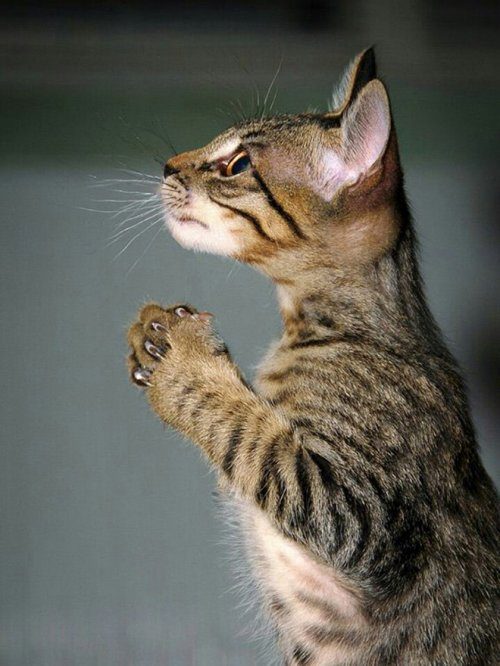 Кошки, которые умеют молиться