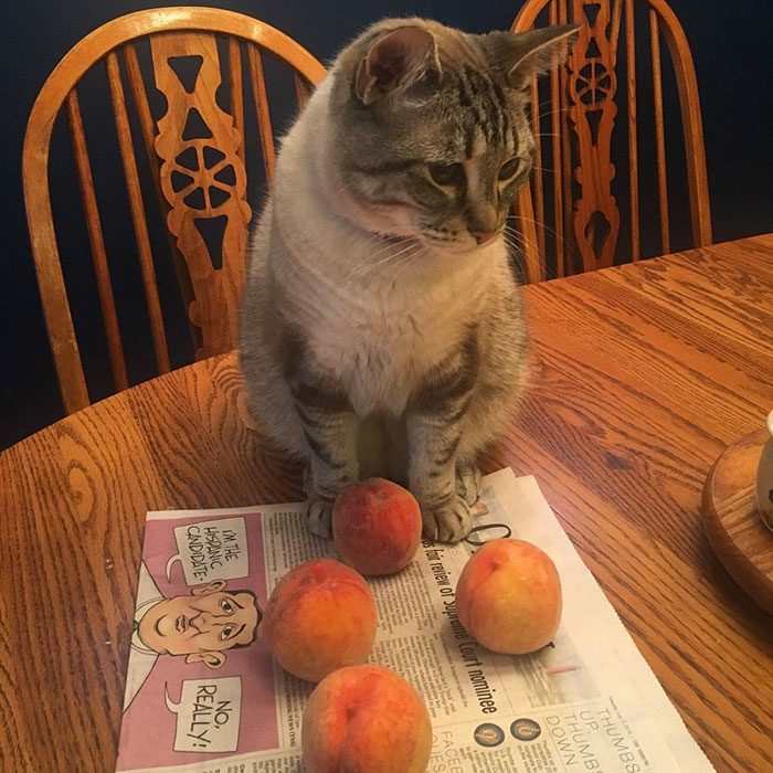 Кот, который очень любит персики