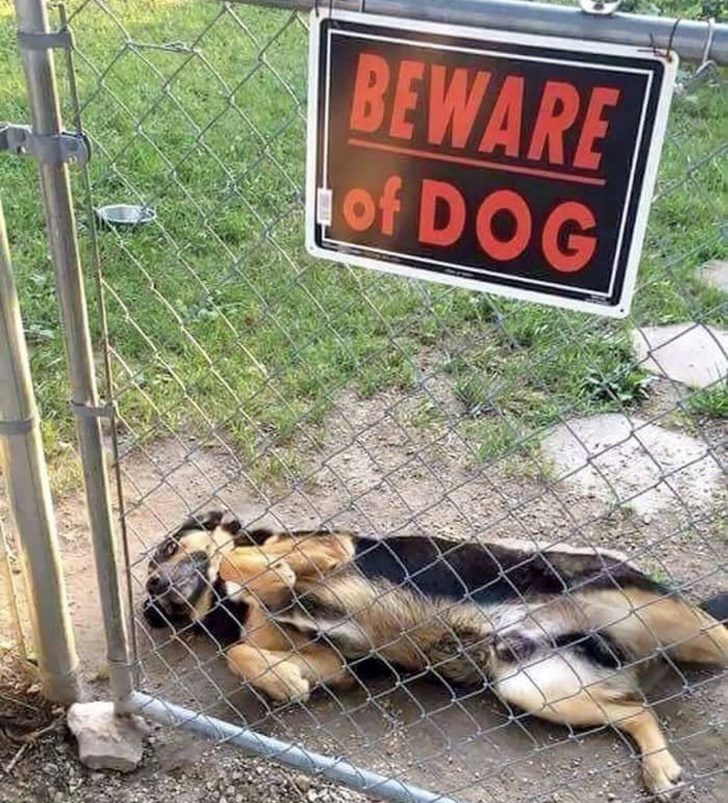 Собаки, которые не знают как охранять дом