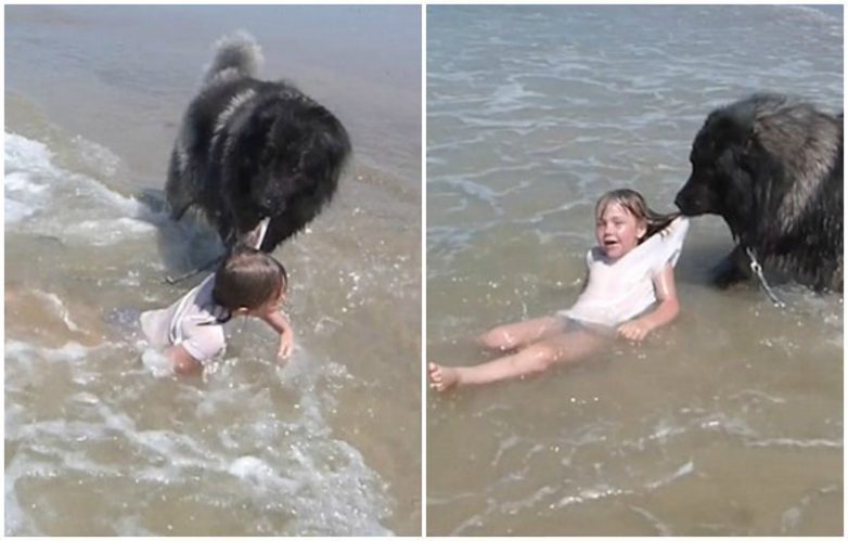 Собака спасла маленькую девочку