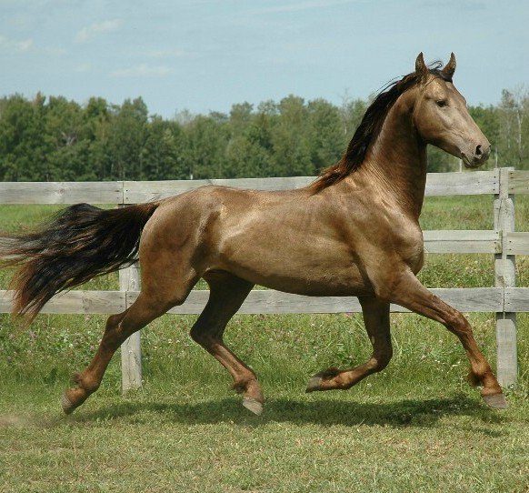 Невероятная красота лошадей