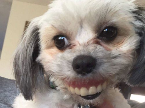 Когда собака нашла зубные протезы хозяйки