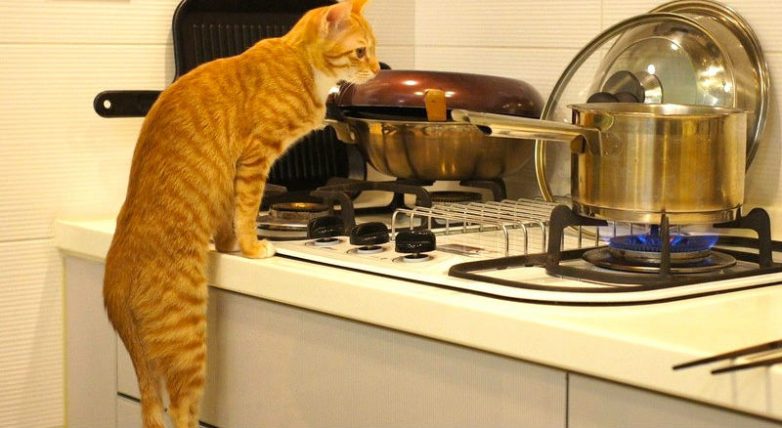 Как использовать кота в хозяйстве