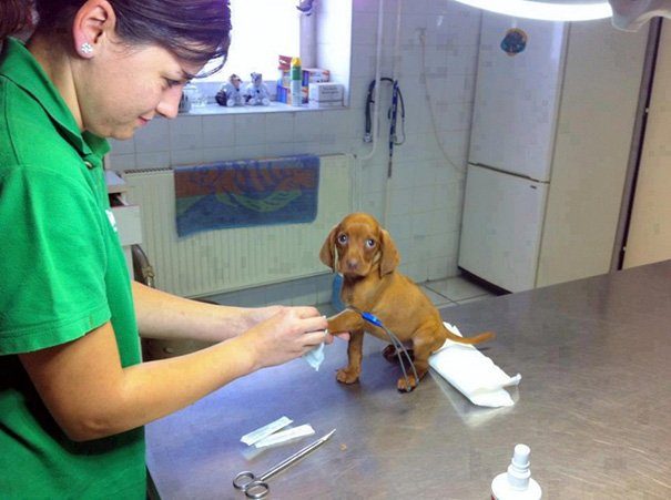 Плюсы от работы в ветеринарной клинике