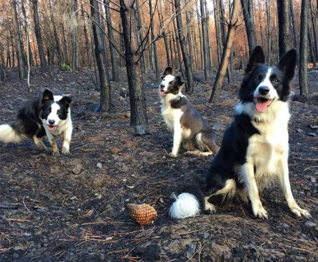 Как при помощи собак восстановить сгоревший лес
