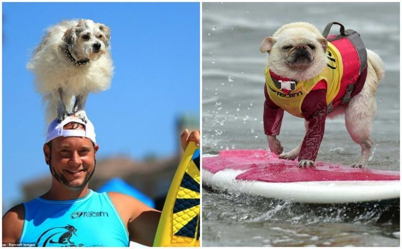 Собаки-серфингисты