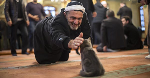 Мечеть Стамбула вновь открывает двери для бездомных кошек