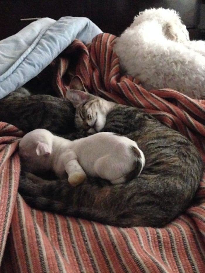 Кошки воспитывают щенка, которого пыталась съесть мать