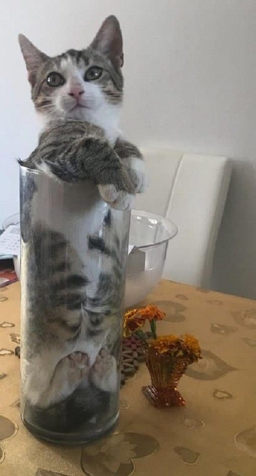 Коты - это жидкость