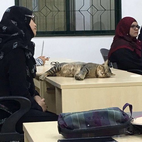 Учебное заведение, где кошки могут запросто зайти в класс и заснуть на столе учащегося
