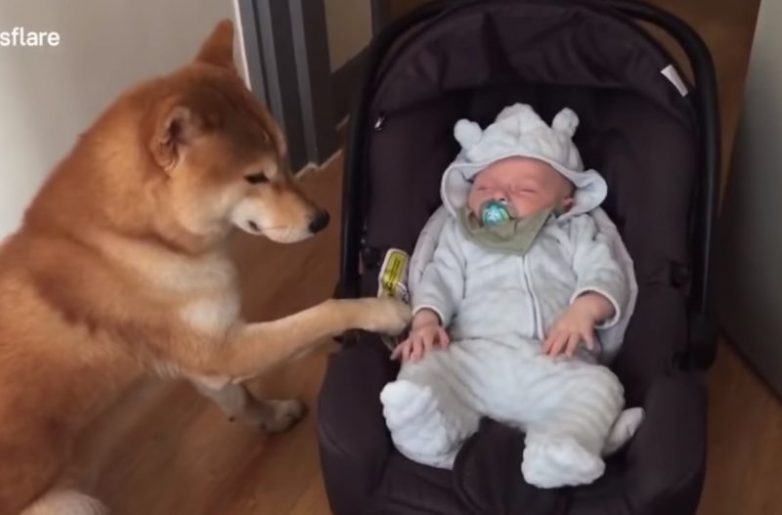 Пёс, который впервые увидел младенца