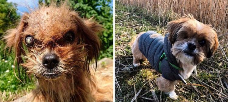 Фотографии собак до и после приюта