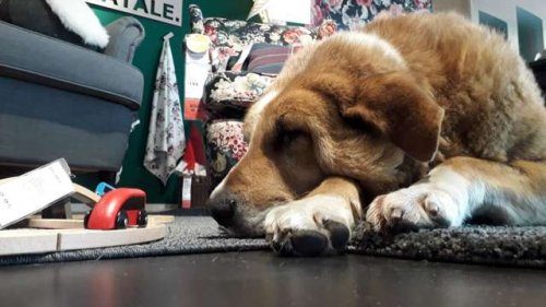 Магазин IKEA открыл свои двери бездомным собакам