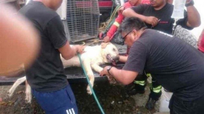 Этот пёс спас 7 человек и героически погиб