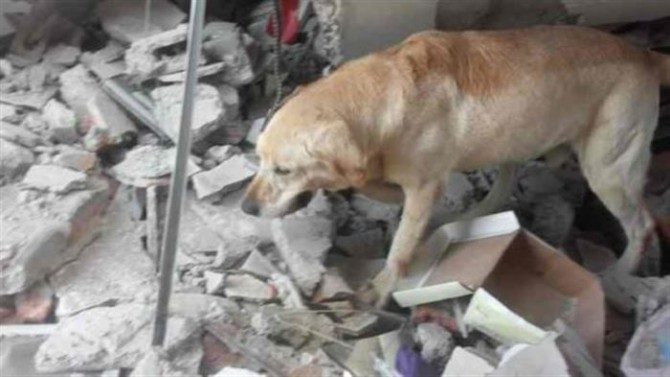 Этот пёс спас 7 человек и героически погиб