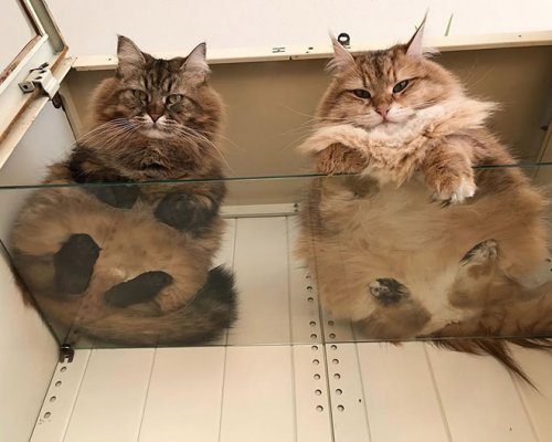 Фотографии кошек с необычного ракурса