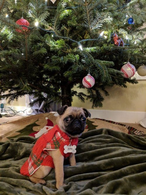 Милые пёсики в рождественских свитерах