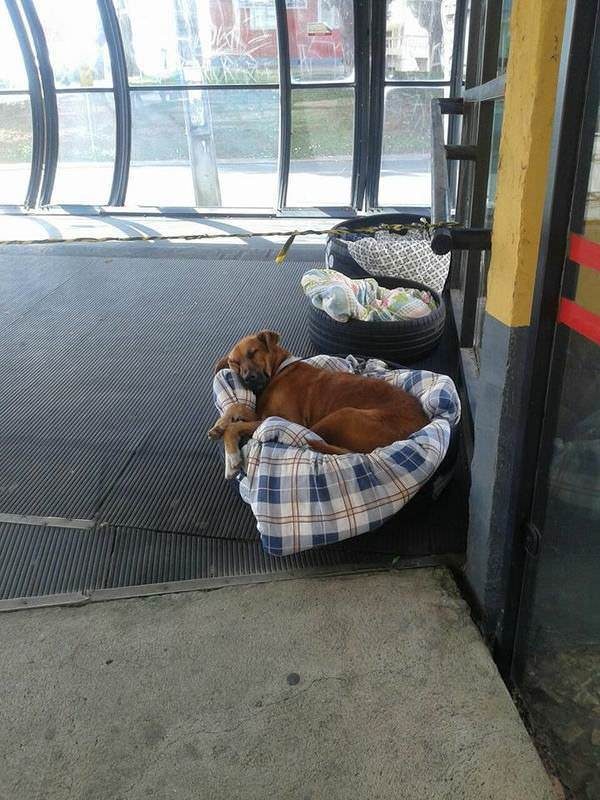 Ночлег для бездомных собак