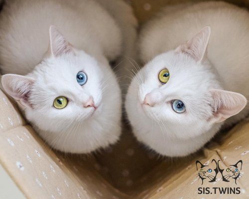 Самые красивые кошки-близнецы