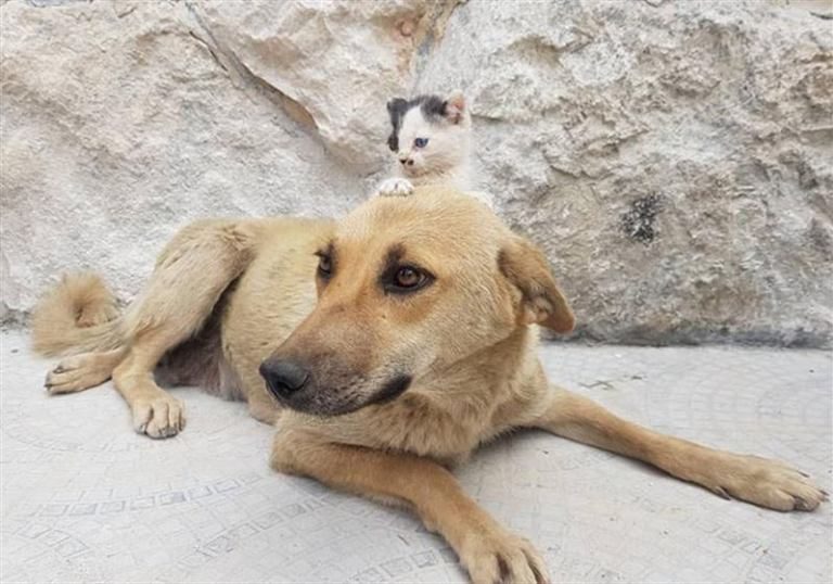 Котёнок, который подружился с собакой