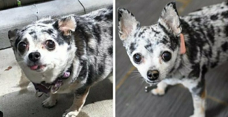 Собаки до и после похудения