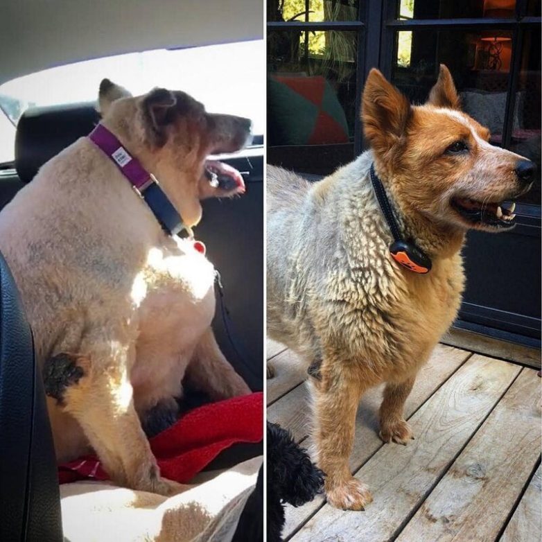 Собаки до и после похудения